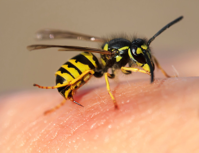 Picadura de una avispa sobre la piel