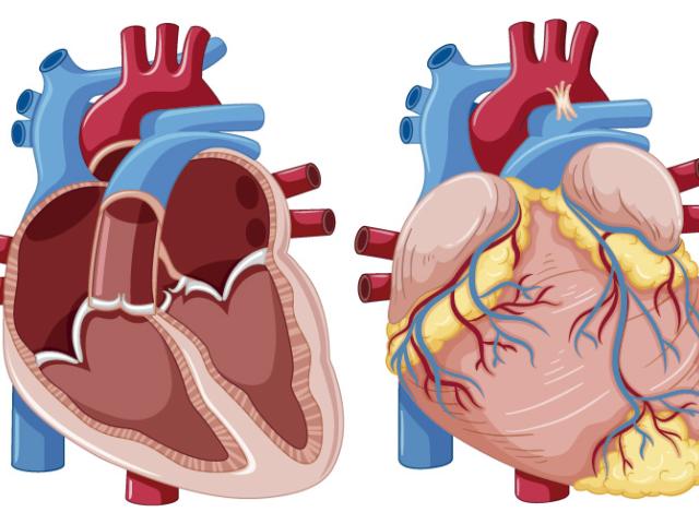 sistema cardiovascular