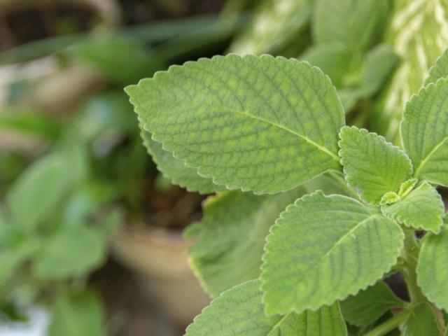 ¿Para qué sirve el boldo? Ejemplo de hoja de boldo.